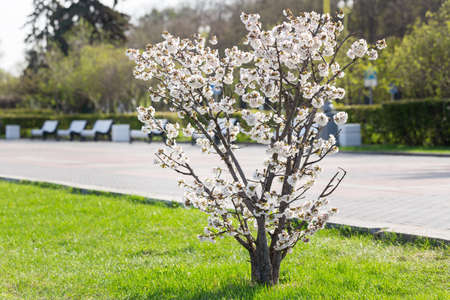 Blooming cherry tree in a park. Cherry flowers on a treeの写真素材