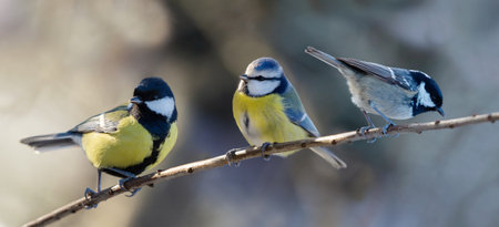 Three species of titmouse perched on branch of tree on blurred background. Great tit, blue tit and coal titの写真素材