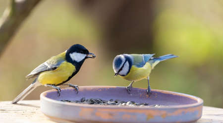 Little songbirds perching on a bird feeder. Great Tit and Blue Titの写真素材
