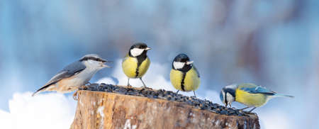 Group of little birds perching on a bird feeder with sunflower seeds. Winter timeの写真素材