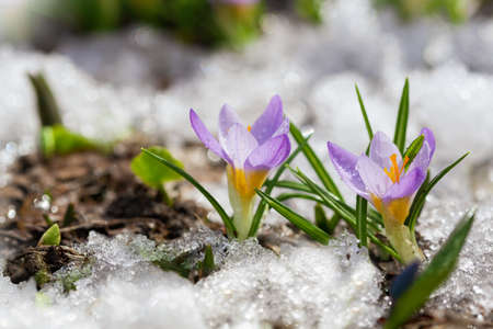 spring flowers. Colorful crocus flowers blooming in snow covering in a gardenの写真素材