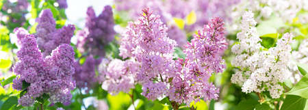 Colorful branches of lilac flowers in a garden. spring backgroundの写真素材