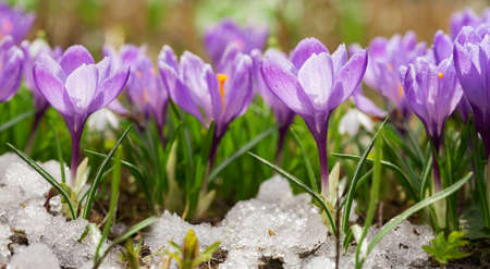 spring flowers. Colorful crocus flowers blooming in snow covering in a gardenの写真素材