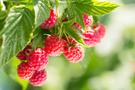 branch of ripe raspberries in a garden on green backgroundの写真素材