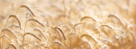 Ripening ears of rye in a field after rain. Field of rye in a summer day. crop field. Rural landscapeの写真素材