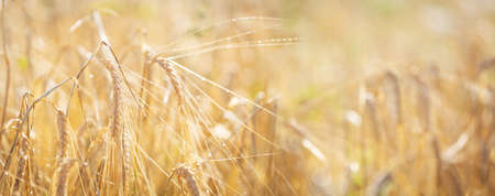 Ripening ears of barley with water drops in a field. Field of barley in a summer day. harvesting period. crop field.の写真素材