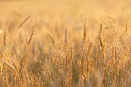 Ripening ears of rye in a field. Field of rye in a summer day. crop field. Rural landscapeの写真素材