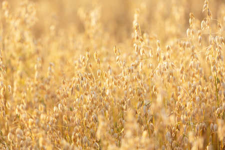 Field of oats. Ripening ears of oats in a field. crop field. harvesting periodの写真素材