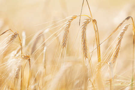 Ripening ears of barley in a field. Field of barley in a summer day. harvesting period. crop field.の写真素材