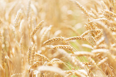 Field of wheat in a summer day. Close up of ripening wheat ears. harvesting period. Crops fieldの写真素材