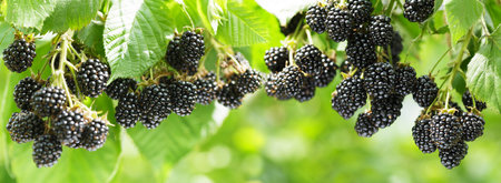 Branch of ripe blackberry in a garden on green backgroundの写真素材