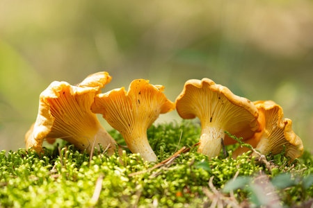 Edible mushrooms. Growing chanterelle mushrooms in a forest on green backgroundの写真素材