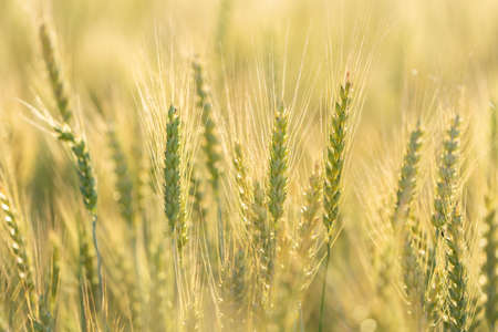 Ripening ears of rye in a field. Field of rye in a summer day. crop field. Rural landscapeの写真素材