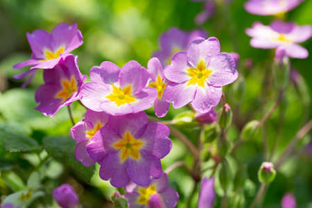 spring flowers. Pink primrose or primula flowers in a gardenの写真素材