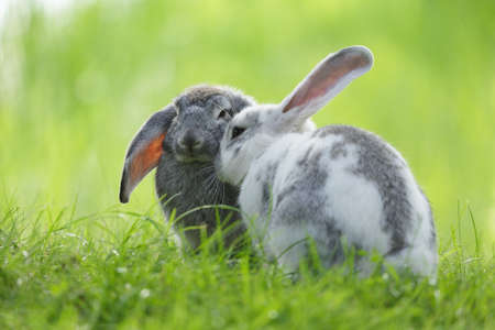 Two Little cute rabbits sitting on the grass. Bunny on green background. summer dayの写真素材
