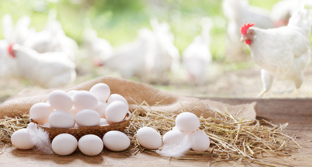 Basket of chicken eggs on a wooden table in the chicken farmの写真素材