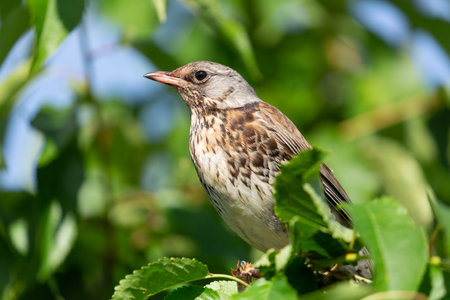 little bird sitting on branch of tree. Thrush fieldfare. summer time