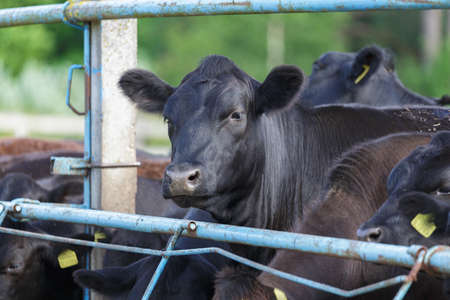 Feeding cattle on a farm. summer dayの写真素材