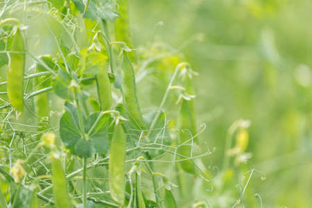 Green pea pods on a plants on green backgroundの写真素材