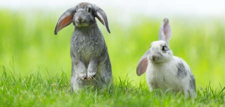 Two Little cute rabbits sitting on the grass. Bunny on green background. summer dayの写真素材