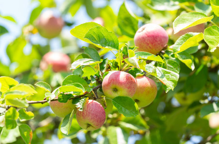 Branch of ripe red apples on a tree in a gardenの写真素材