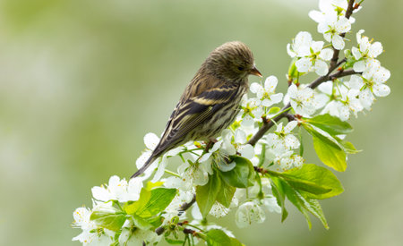 Little bird sitting on branch of blossom tree. The Eurasian Siskin. spring timeの写真素材