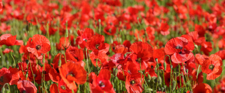 Field of red poppy flowers. Poppies meadow. Spring backgroundの写真素材