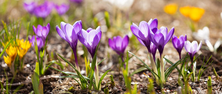 Colorful crocus flowers blooming in a gardenの写真素材