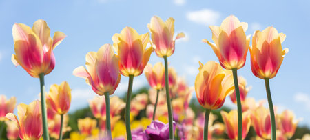 Colorful tulips in a garden, spring backgroundの写真素材