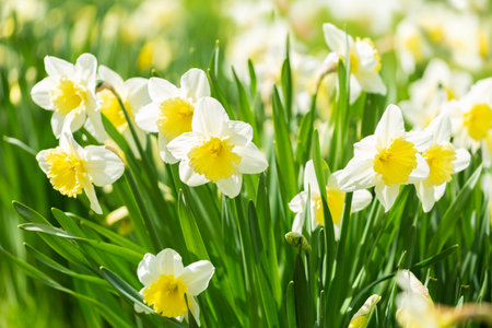 Spring flowers. Close up of daffodil flowers blooming in a gardenの写真素材