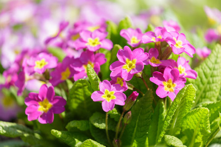 Spring flowers. Blooming primrose or primula flowers in a gardenの写真素材
