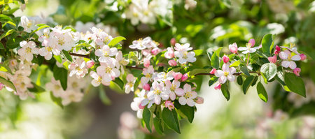 Blooming apple tree in the spring garden. Close up of white flowers on a treeの写真素材