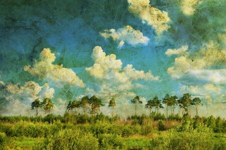 Pine forest over sky and a meadowの写真素材