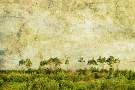 Pine forest over sky and a meadowの写真素材