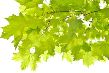 back-lit maple leafs isolated on whiteの写真素材