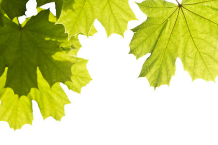 back-lit maple leafs isolated on whiteの写真素材