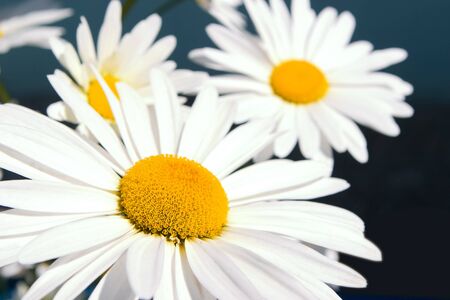 Beautiful white daisyの写真素材