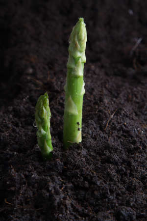 Young organic asparagusの写真素材