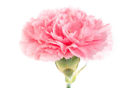 Beautiful pink carnation flower with water drop on petal on white background.の写真素材