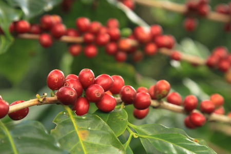 Coffee beans ripening on treeの写真素材