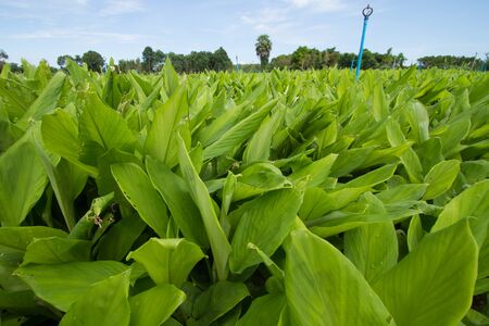 Finger root tree at farmの写真素材