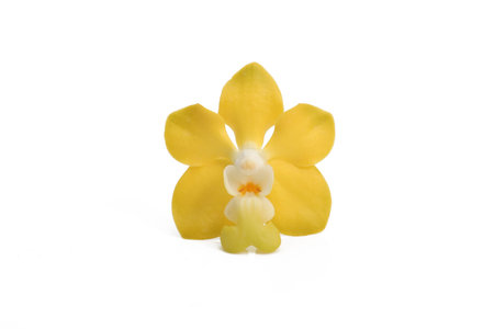 Yellow Vanda orchid isolated white background