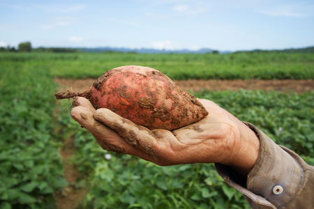Sweet potato on farmer hand at organic farmの写真素材