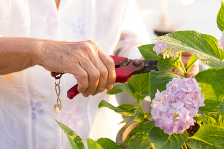 Senior woman hand cutting flower at gardenの写真素材