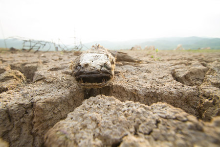 dead fish on cracked earth, Dried lake effect from climate change