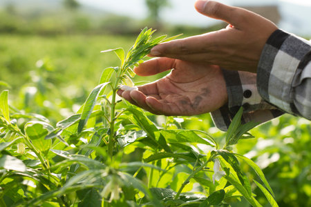 Farmer checking healthy of crop plant by hand at farm fieldの写真素材