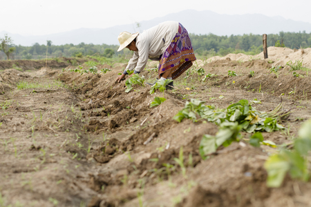 Farmer planting sweet potato at farmの写真素材