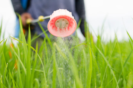 Farmer spraying pesticides to riceの写真素材