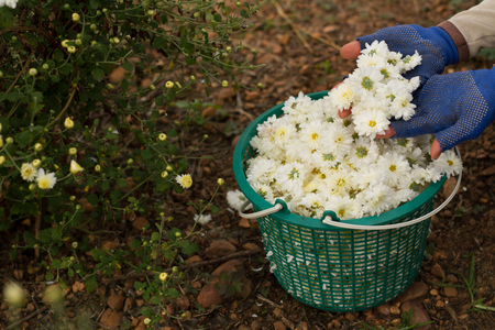 Chinese chrysantehnum harvesting for making a hot teaの写真素材