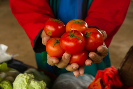 Tomatoes on handful of woman Karen hill tribe at rural grocery storeの写真素材